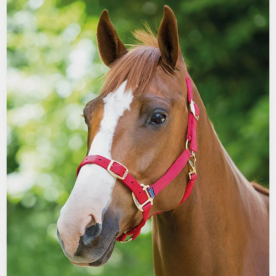 Nylon Headcollar Red 2 Nylon Headcollar Red - Image 2