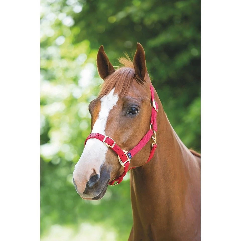 Nylon Headcollar Red 3 Nylon Headcollar Red - Image 3