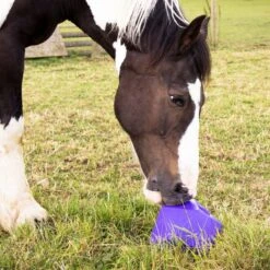 Drip Feed -Horse Gear Shop go 478895 d