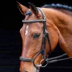 Salisbury Brampton Bridle