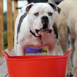 Flexible Shallow Tub In Small -Horse Gear Shop go 622637 c